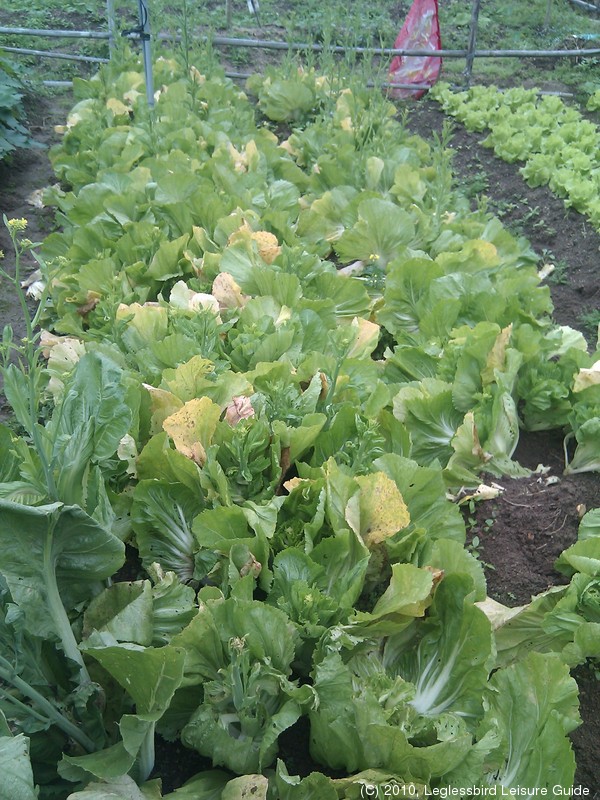 20100215Farm Visit24.jpg